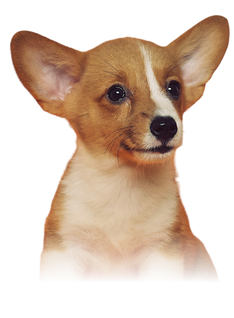 犬