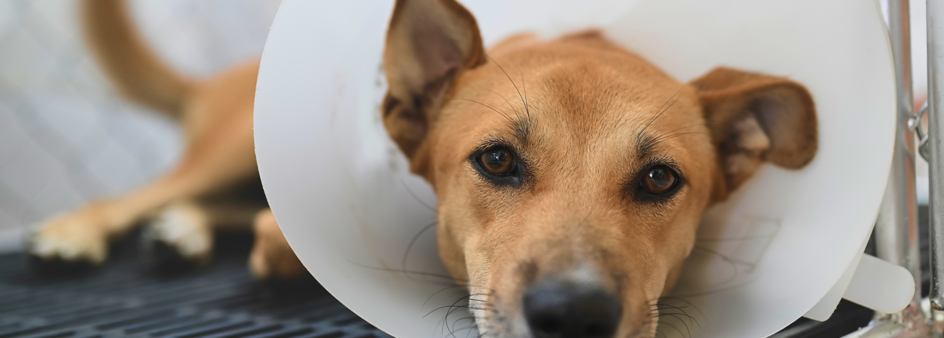 実際の患者犬
