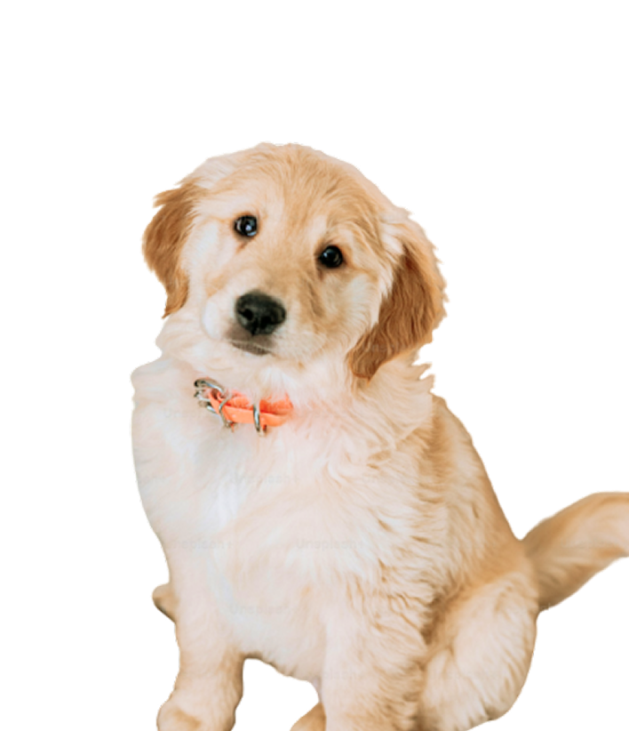 犬の画像