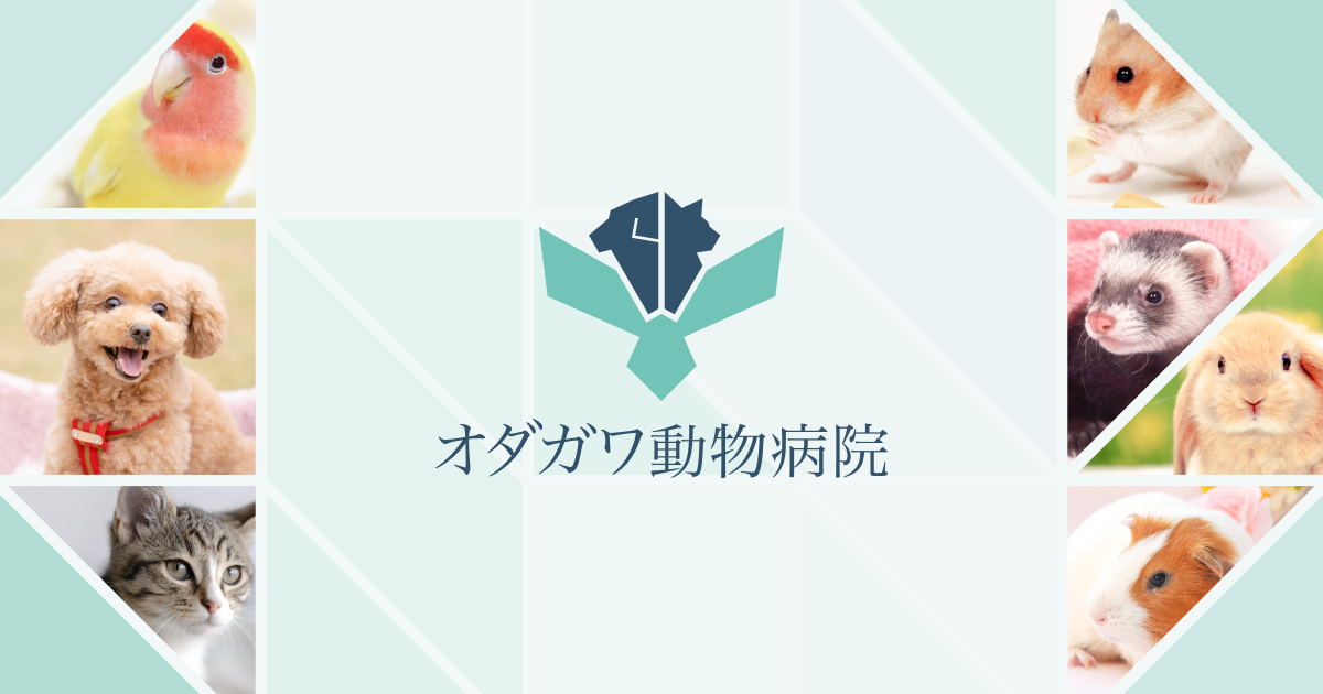 ウサギの診療 | オダガワ動物病院